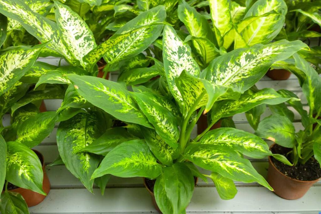 Como Fazer Adubo Caseiro para Comigo Ninguém Pode: Nutrição Natural para sua Planta Favorita adubo caseiro para comigo ninguem pode