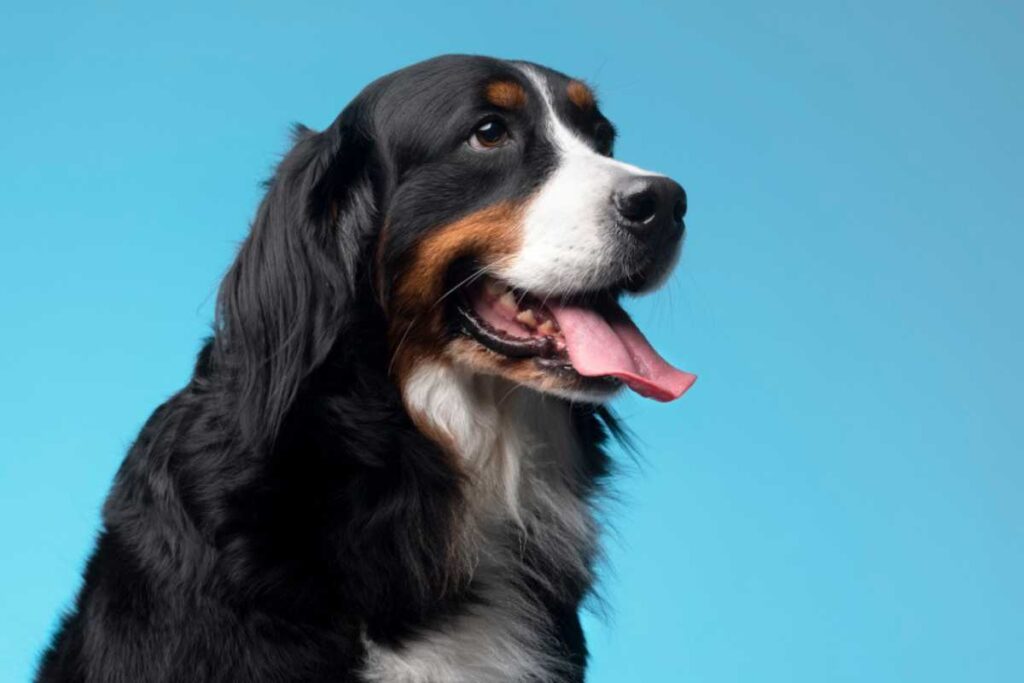 Vida de pet: lavando caminhas, cobertas e roupinhas com segurança Vida de pet: lavando caminhas, cobertas e roupinhas com segurança