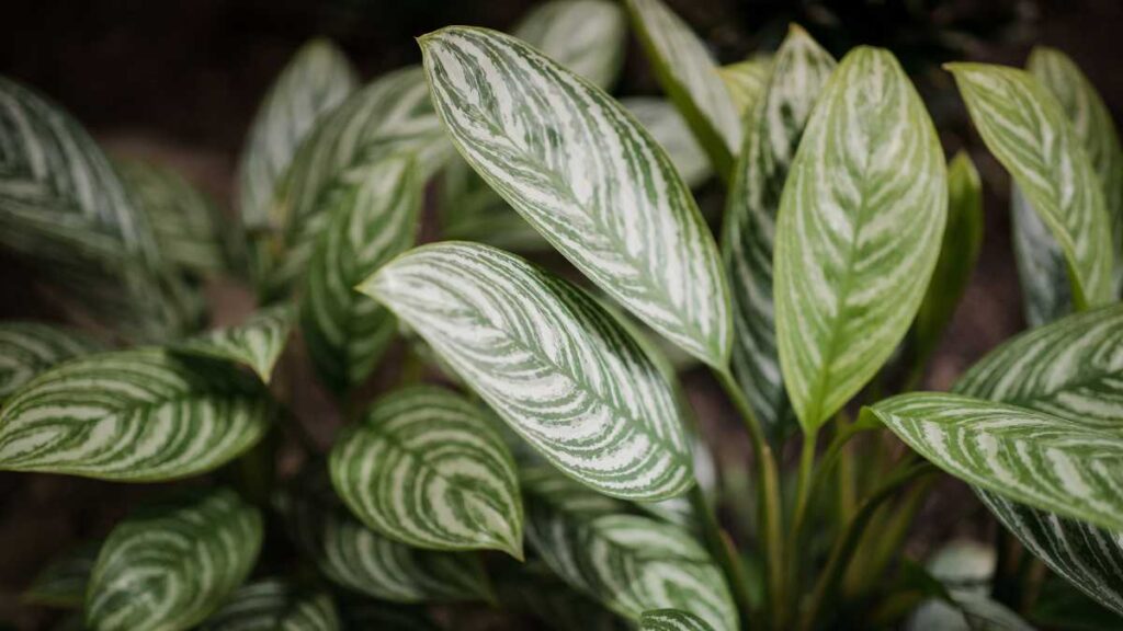 Descubra como o Comigo-Ninguém-Pode pode transformar sua decoração Comigo-Ninguém-Pode